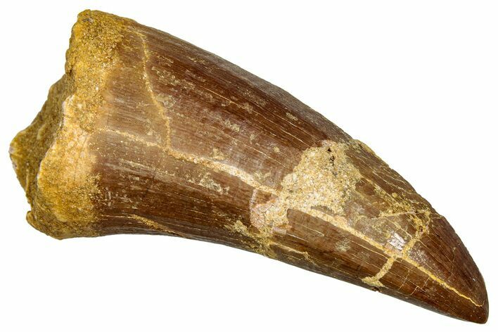 Fossil Mosasaur (Hainosaurus) Posterior Tooth - Morocco #330232